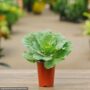 Ornamental Cabbage – Pigeon White – 4.5″ Pot
